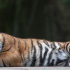 Tiger Baby 002