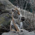 Tiger Baby am spielen :)