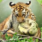 Tiger Baby beim Spielen