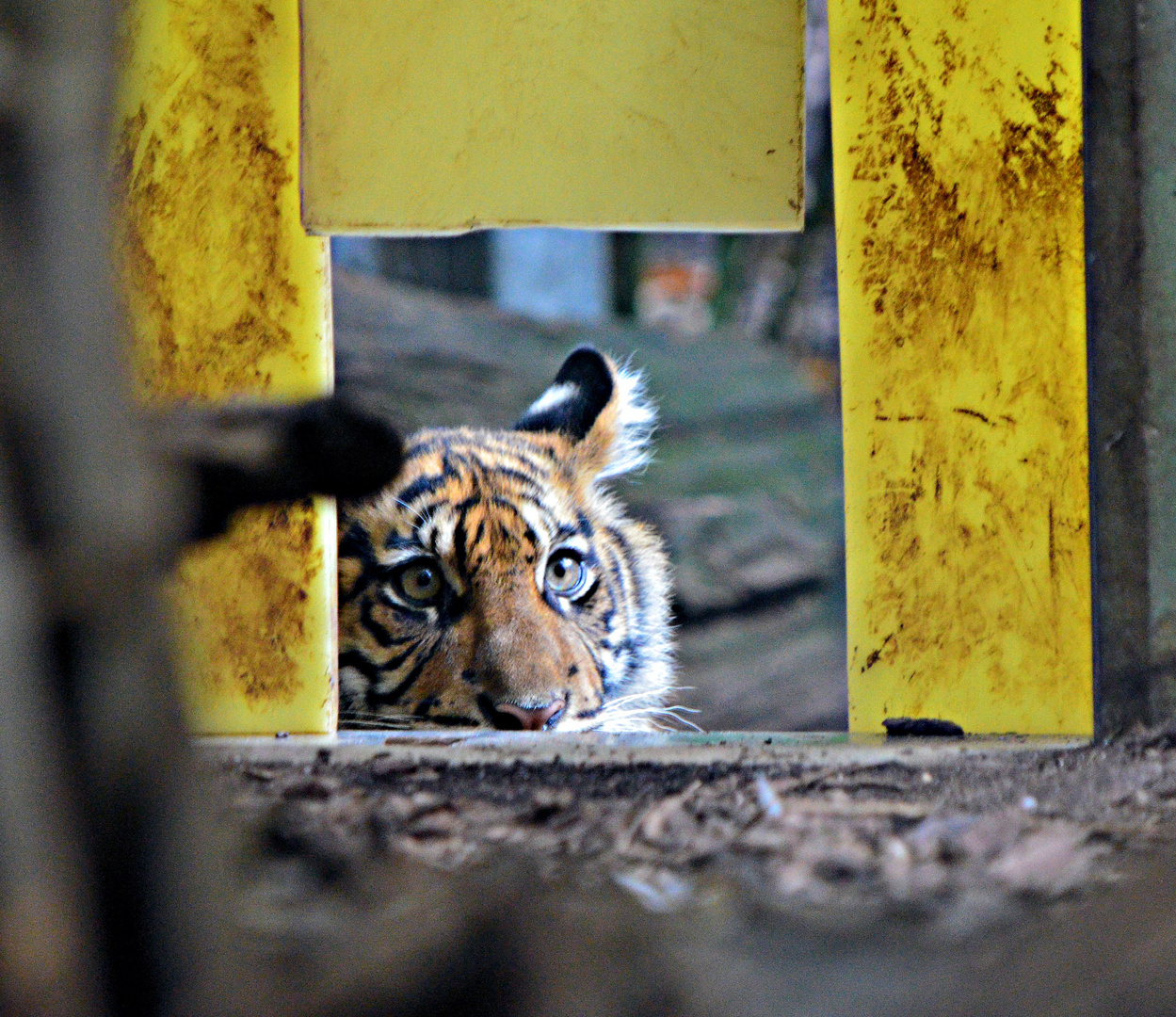 Tiger Baby mit Durchblick