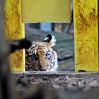 Tiger Baby mit Durchblick