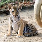 Tiger Babys 2