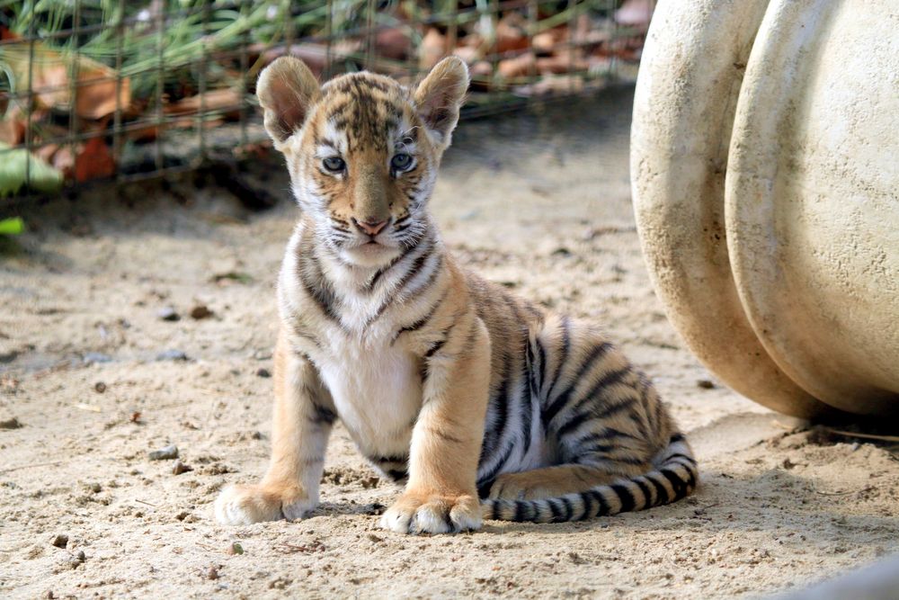 Tiger Babys 2