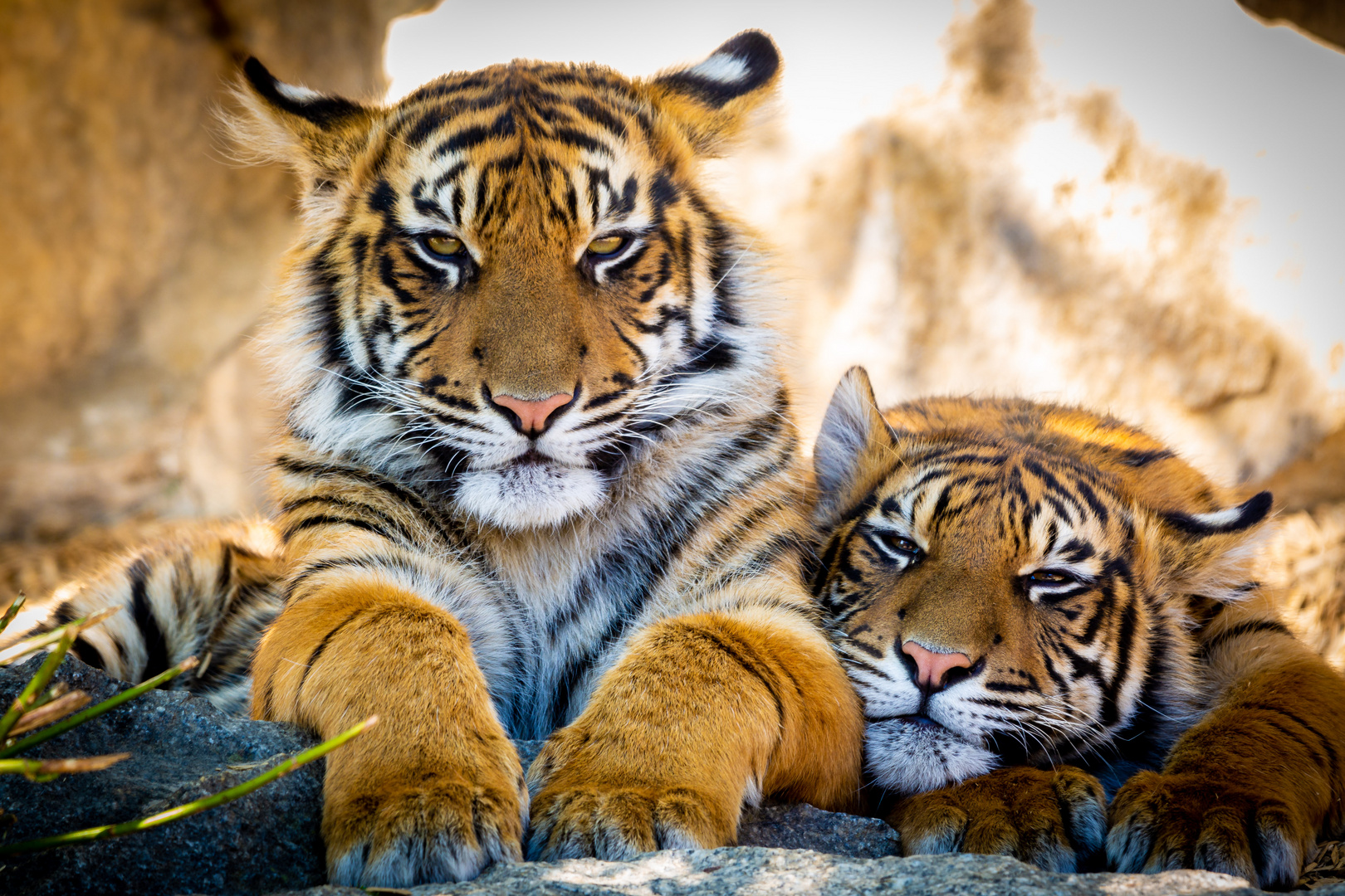 tiger babys