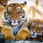 tiger babys