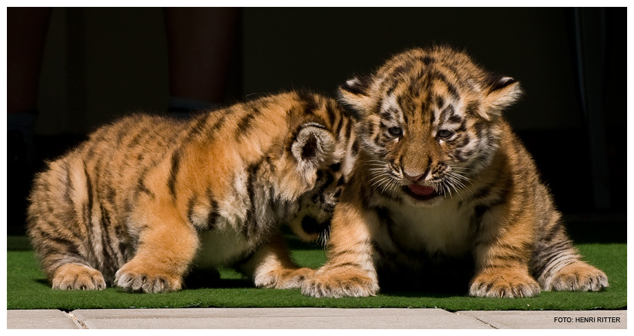 Tiger-Babys ...