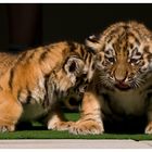 Tiger-Babys ...