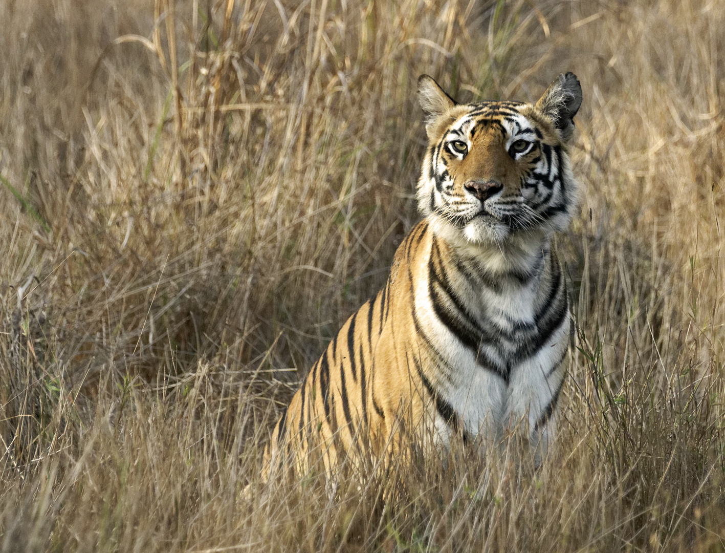 Tiger, Bandhavgarh NP, Indien