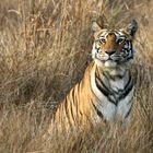 Tiger, Bandhavgarh NP, Indien