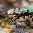 Tiger Beetle