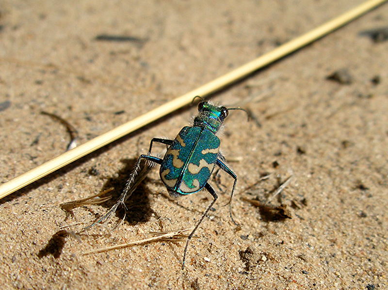 Tiger Beetle