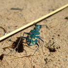 Tiger Beetle