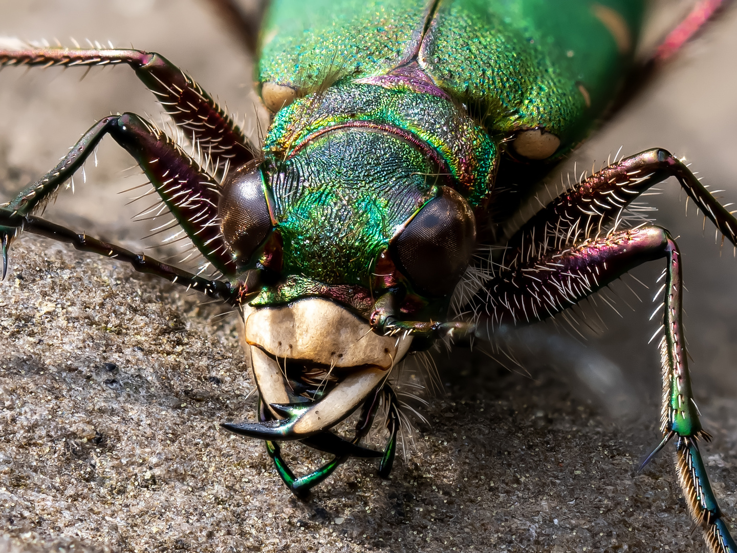 Tiger Beetle