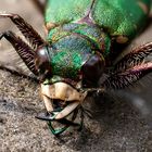 Tiger Beetle