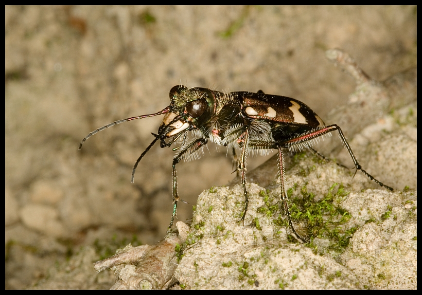 Tiger beetle (Cicindela sylvicola)