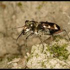 Tiger beetle (Cicindela sylvicola)