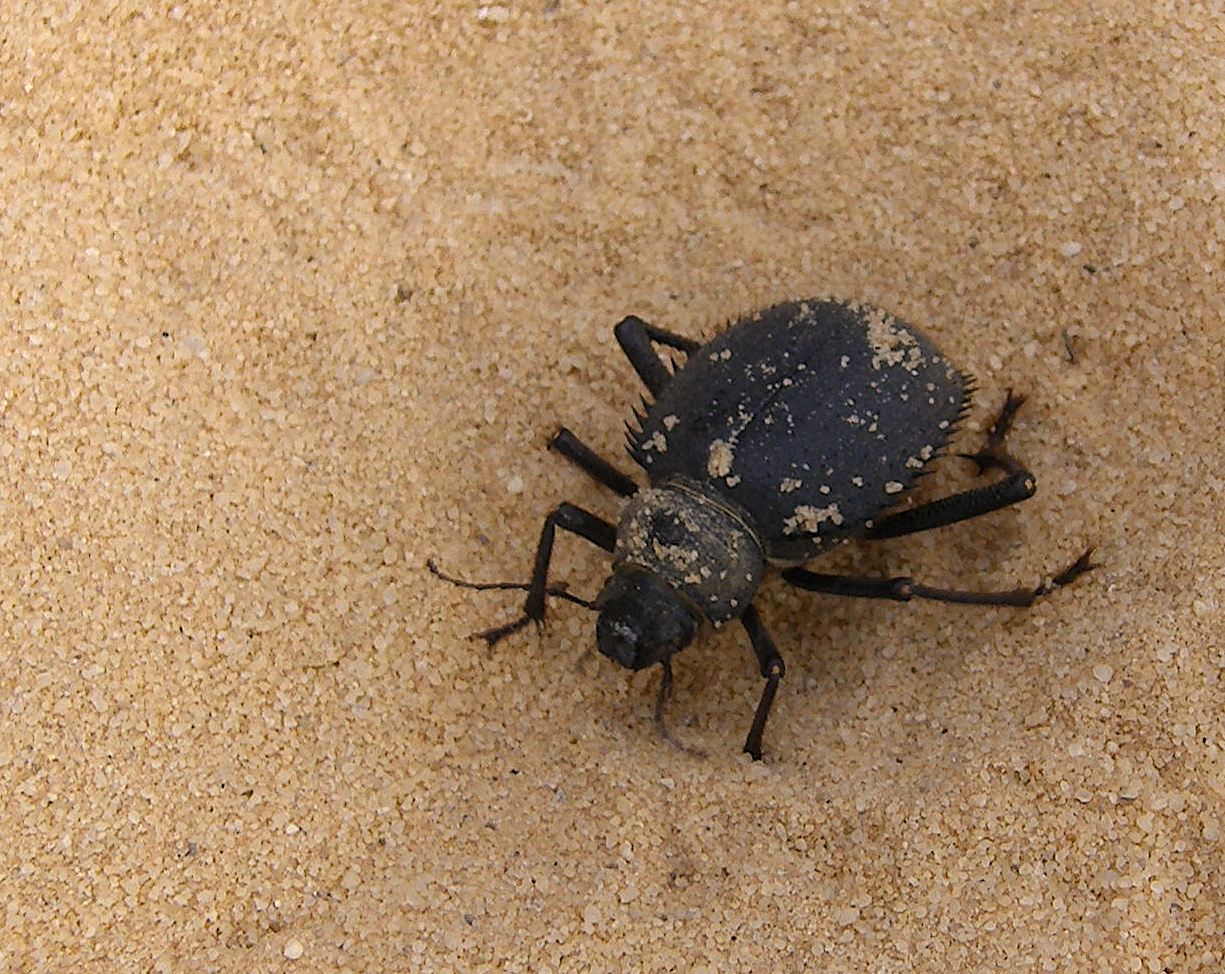 Tiger Beetle (Cicindelinae)?