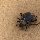 Tiger Beetle (Cicindelinae)?