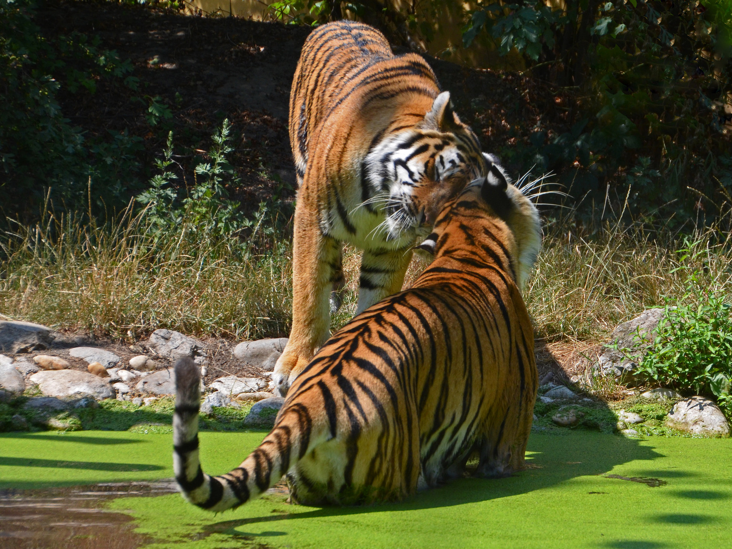 Tiger-Begrüßung