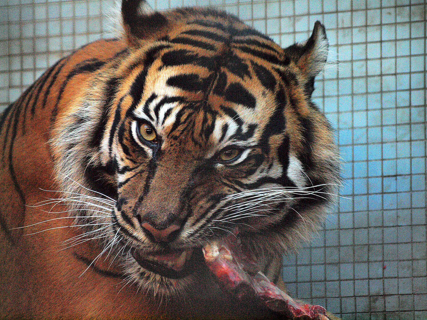 Tiger bei der Fütterung