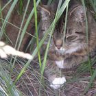 Tiger bei der Mittagsruhe