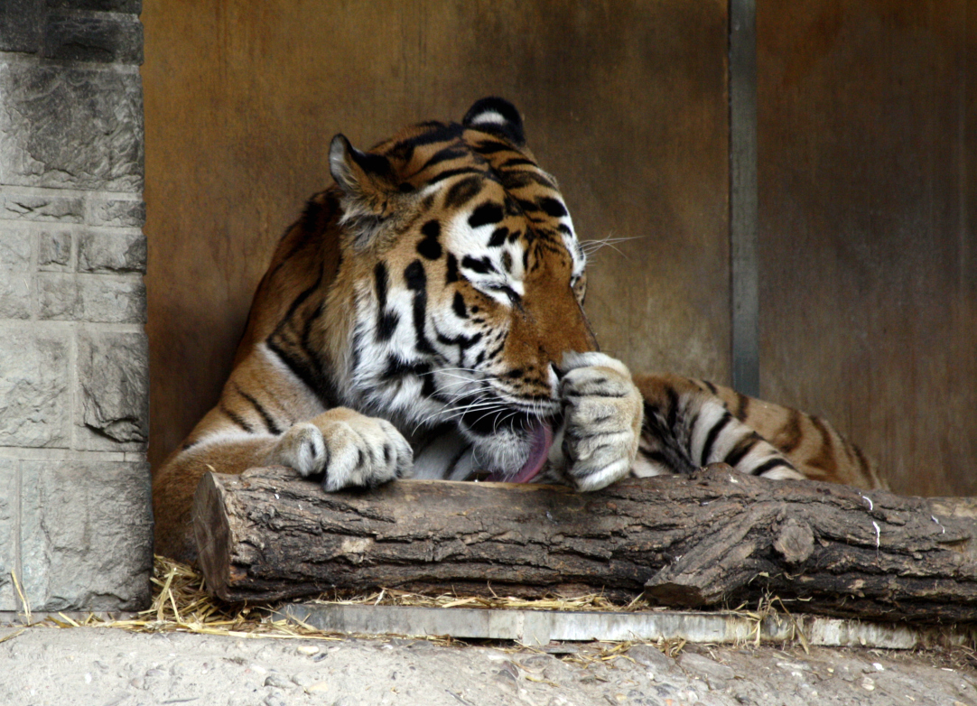 Tiger bei genüßlicher "Dusche"