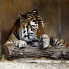 Tiger bei genüßlicher "Dusche"