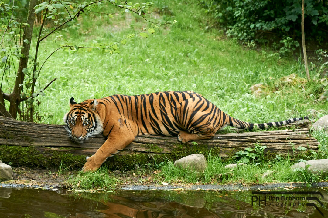 Tiger bei Wasserquelle