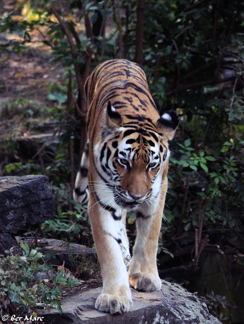 Tiger beim Abstieg