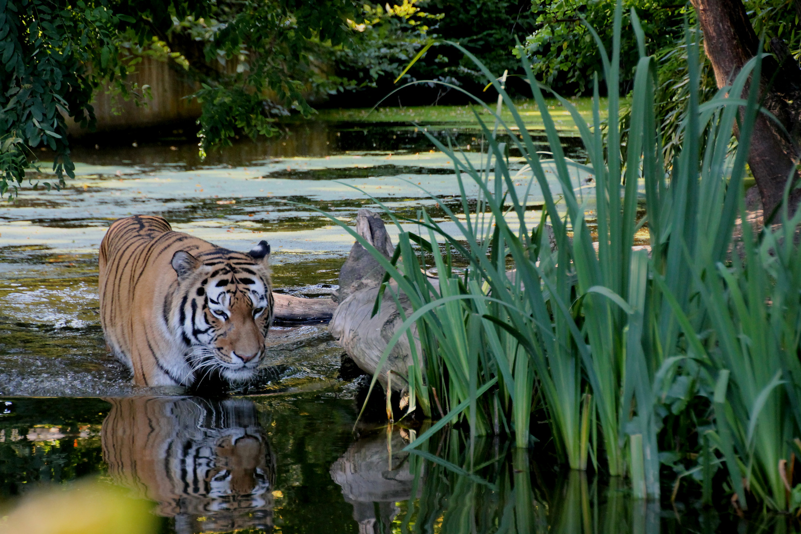 Tiger beim Bad