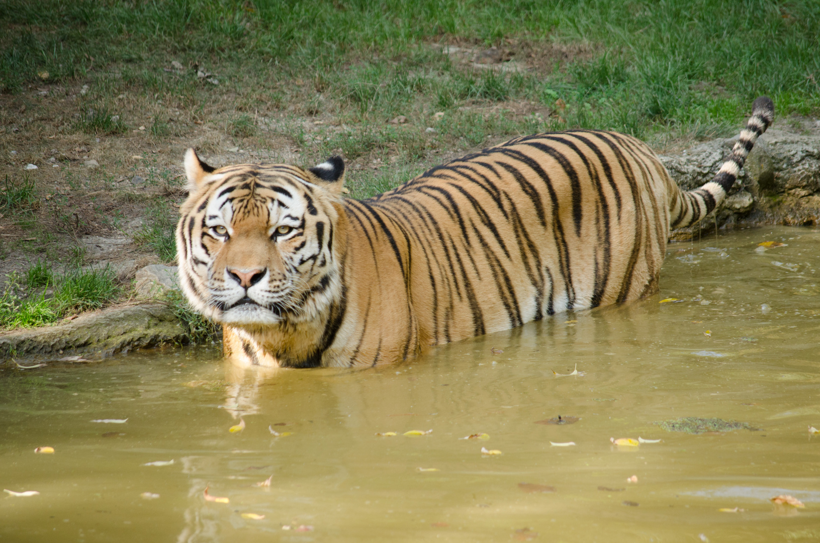 Tiger beim Baden