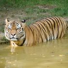 Tiger beim Baden