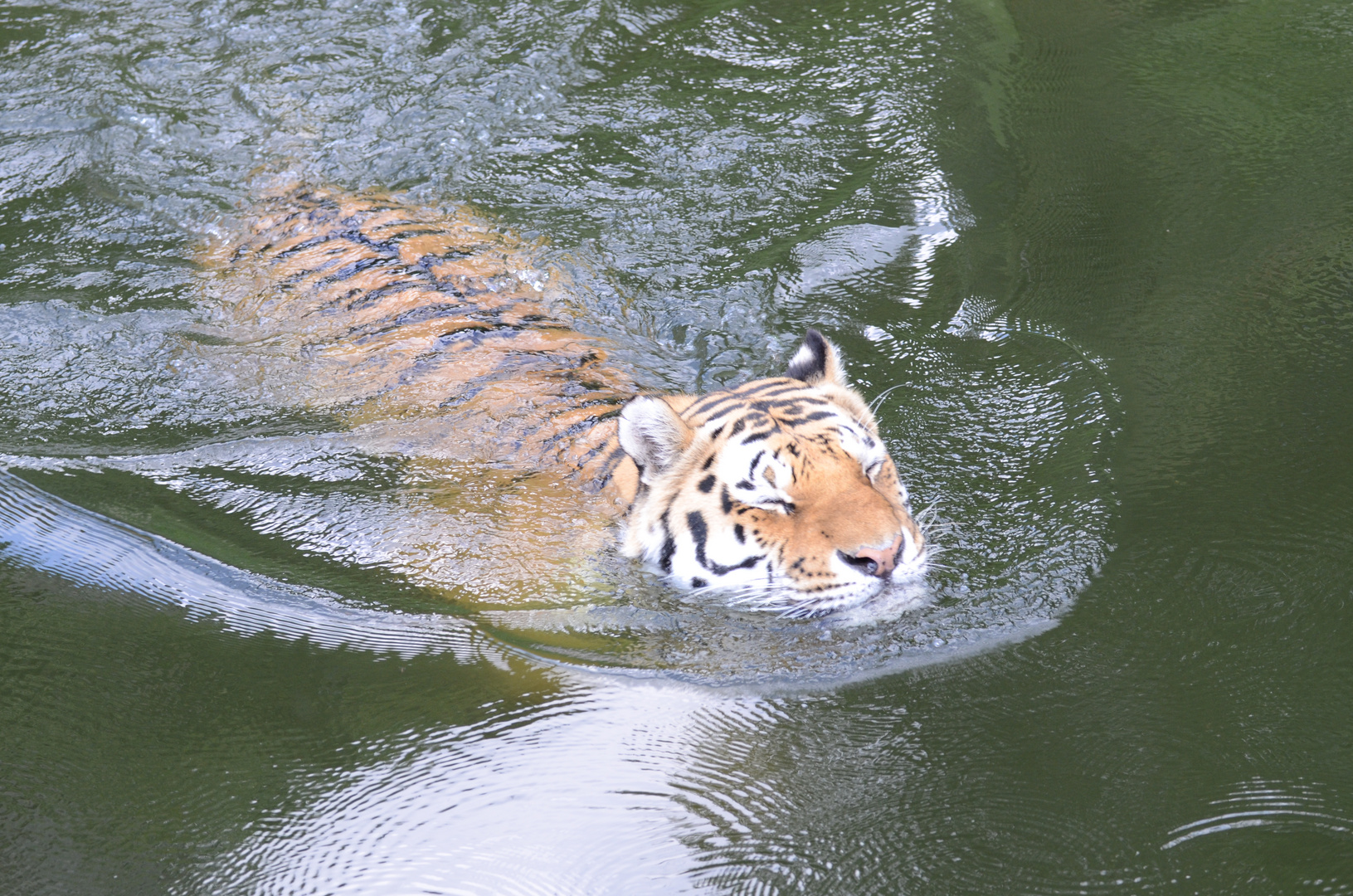 Tiger beim Baden