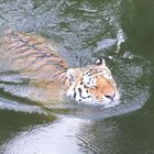 Tiger beim Baden
