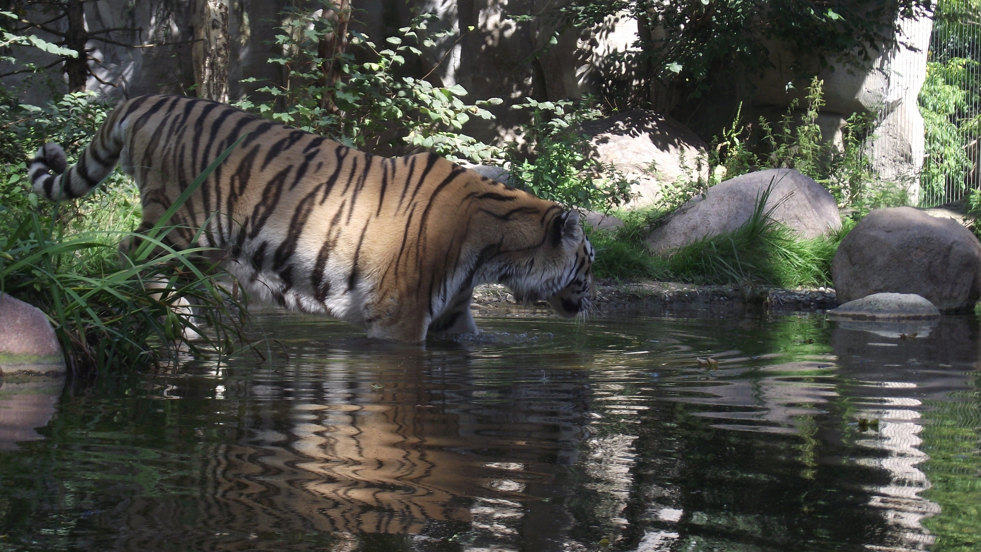 Tiger beim Baden