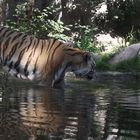 Tiger beim Baden