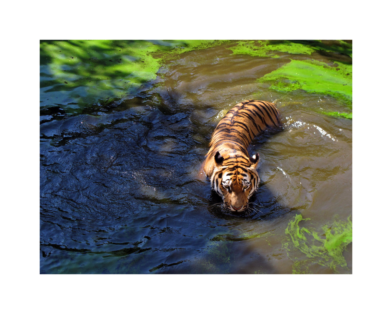 Tiger beim Baden, Zoo Aschersleben.