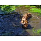 Tiger beim Baden, Zoo Aschersleben.