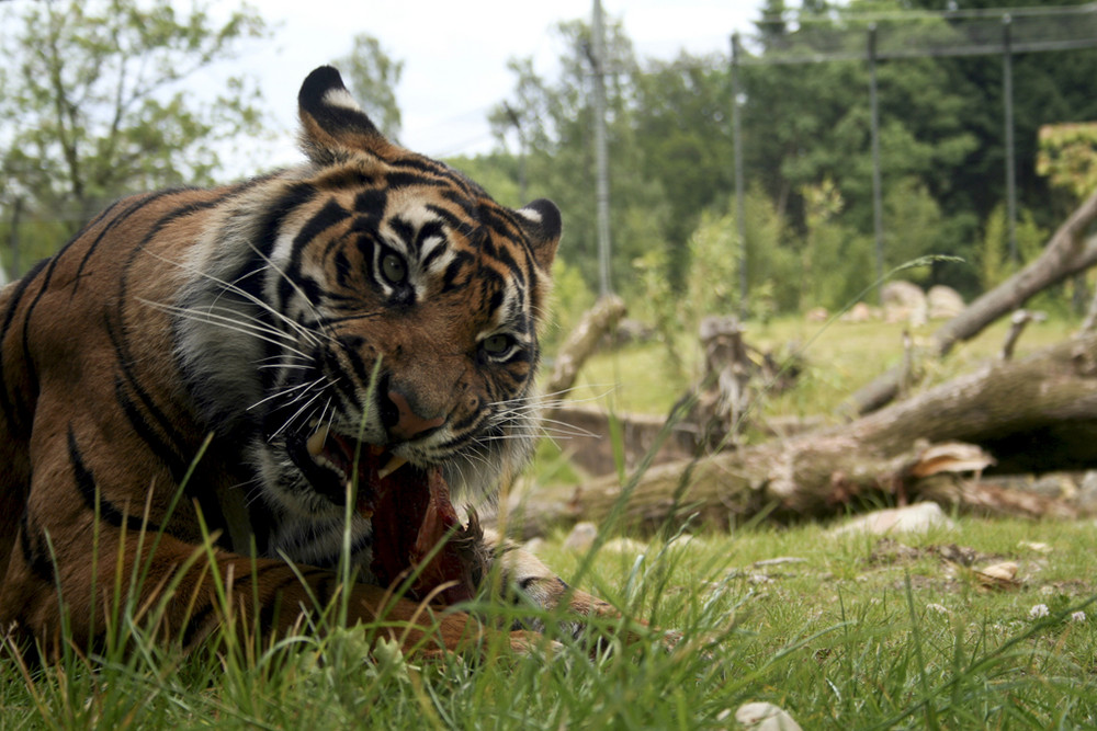 Tiger beim Essen