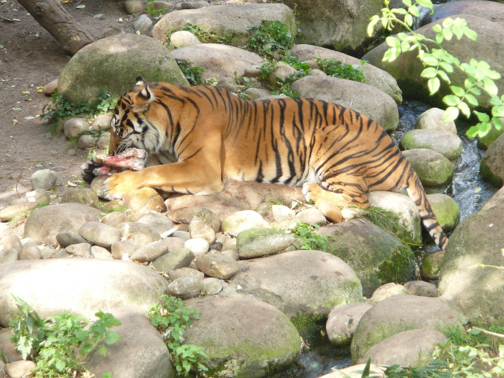 Tiger beim Fressen