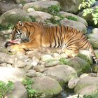 Tiger beim Fressen