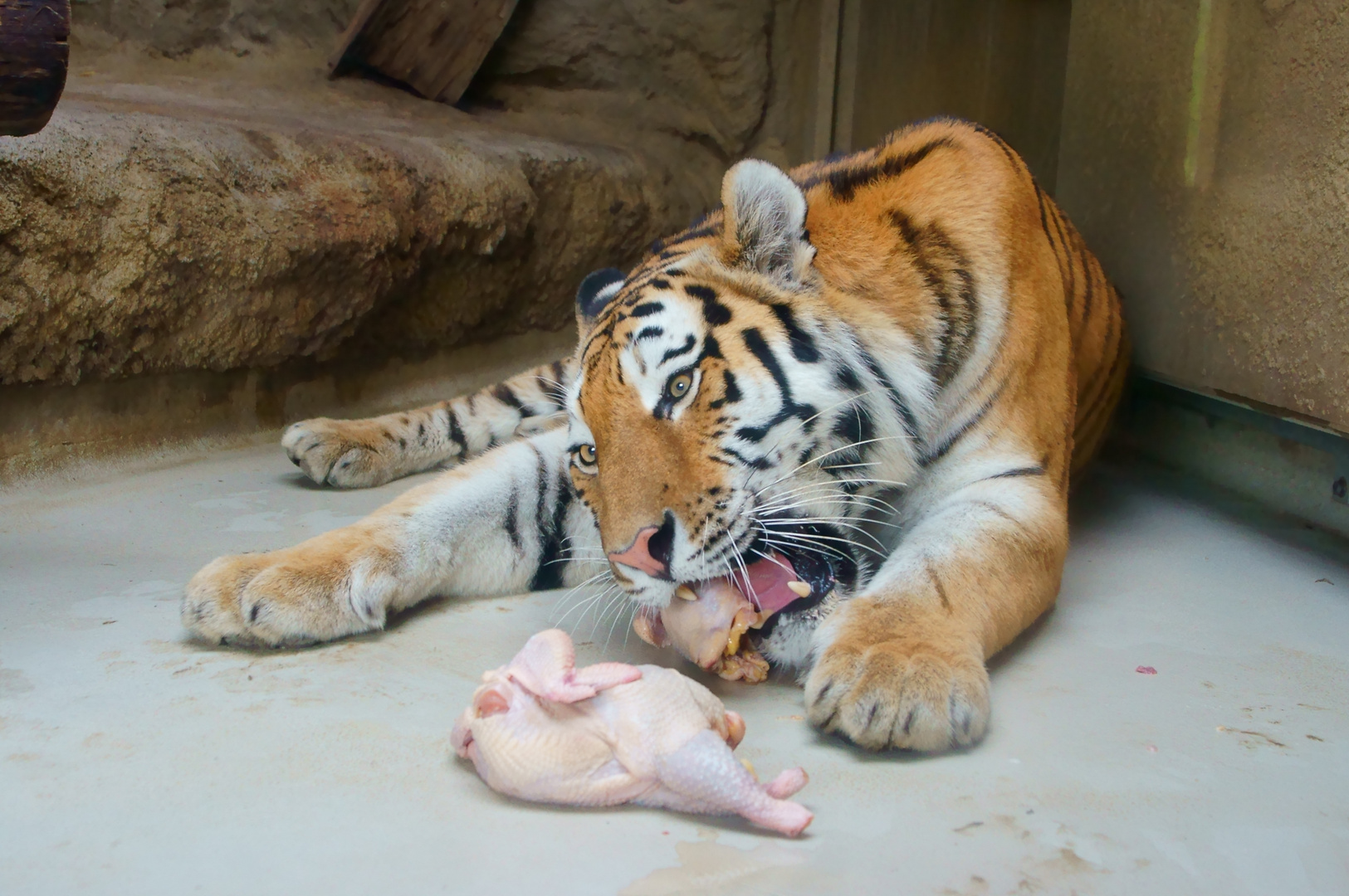 Tiger beim Fressen