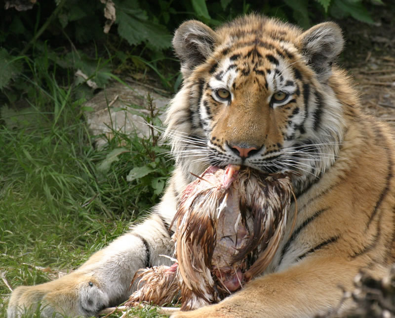 Tiger beim Frühstück