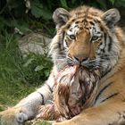 Tiger beim Frühstück