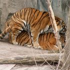 Tiger beim ... im Zoo Leipzig I