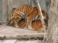 Tiger beim ... im Zoo Leipzig I