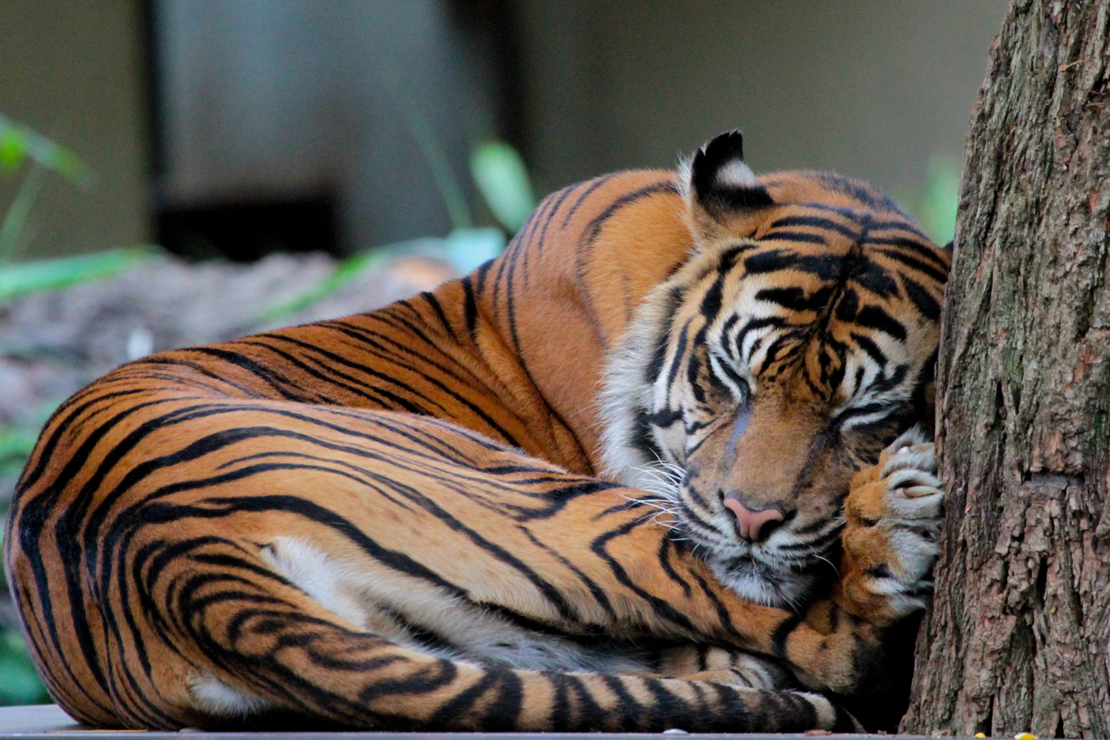 Tiger beim Mittagsschlaf