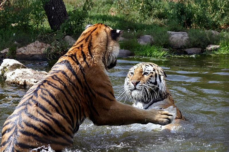 Tiger beim Planschen