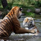 Tiger beim Planschen