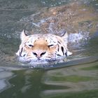 Tiger beim Schwimmen